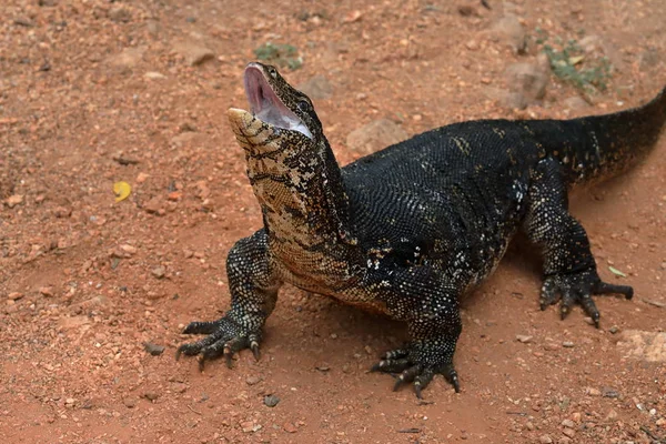 Asiatisk vatten Monitor eller vatten draken i Sri Lanka — Stockfoto