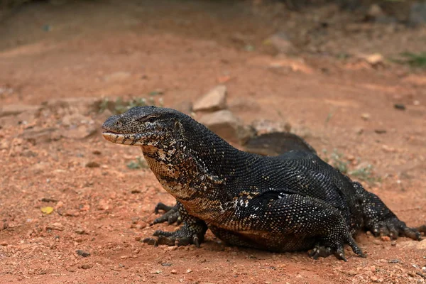 Asijské vody Monitor nebo vodní drak, na Srí Lance — Stock fotografie