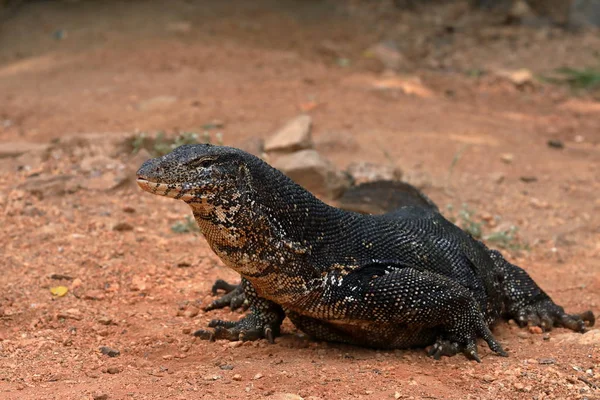 Asijské vody Monitor nebo vodní drak, na Srí Lance — Stock fotografie