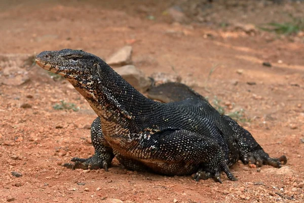 Asijské vody Monitor nebo vodní drak, na Srí Lance — Stock fotografie