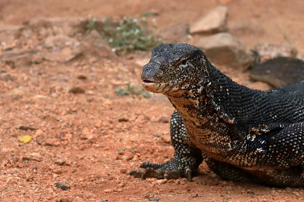 Asiatisk vatten Monitor eller vatten draken i Sri Lanka — Stockfoto