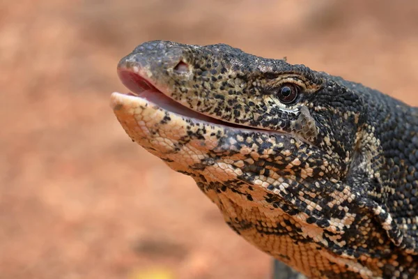 Asiatisk vatten Monitor eller vatten draken i Sri Lanka — Stockfoto