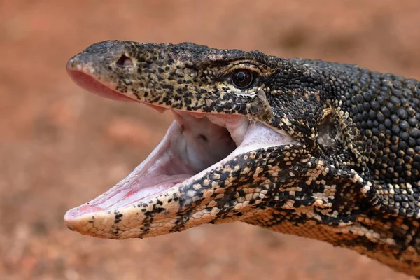 Asijské vody Monitor nebo vodní drak, na Srí Lance — Stock fotografie