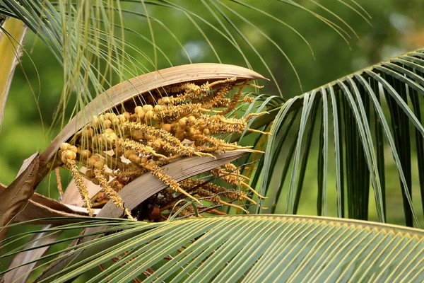ココナッツ椰子の木の種子 — ストック写真