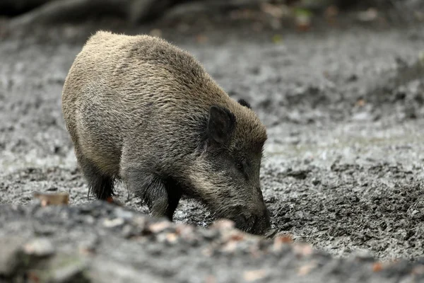 Yaban domuzları ormanda ve çamur — Stok fotoğraf