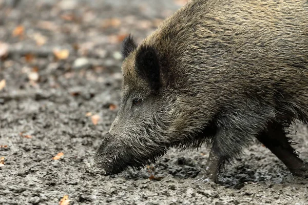 Wild boars in the forest and mud — Stock Photo, Image