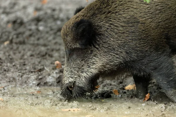 Wild boars in the forest and mud — Stock Photo, Image