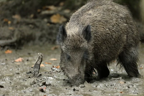 Wilde zwijnen in het forest en modder — Stockfoto