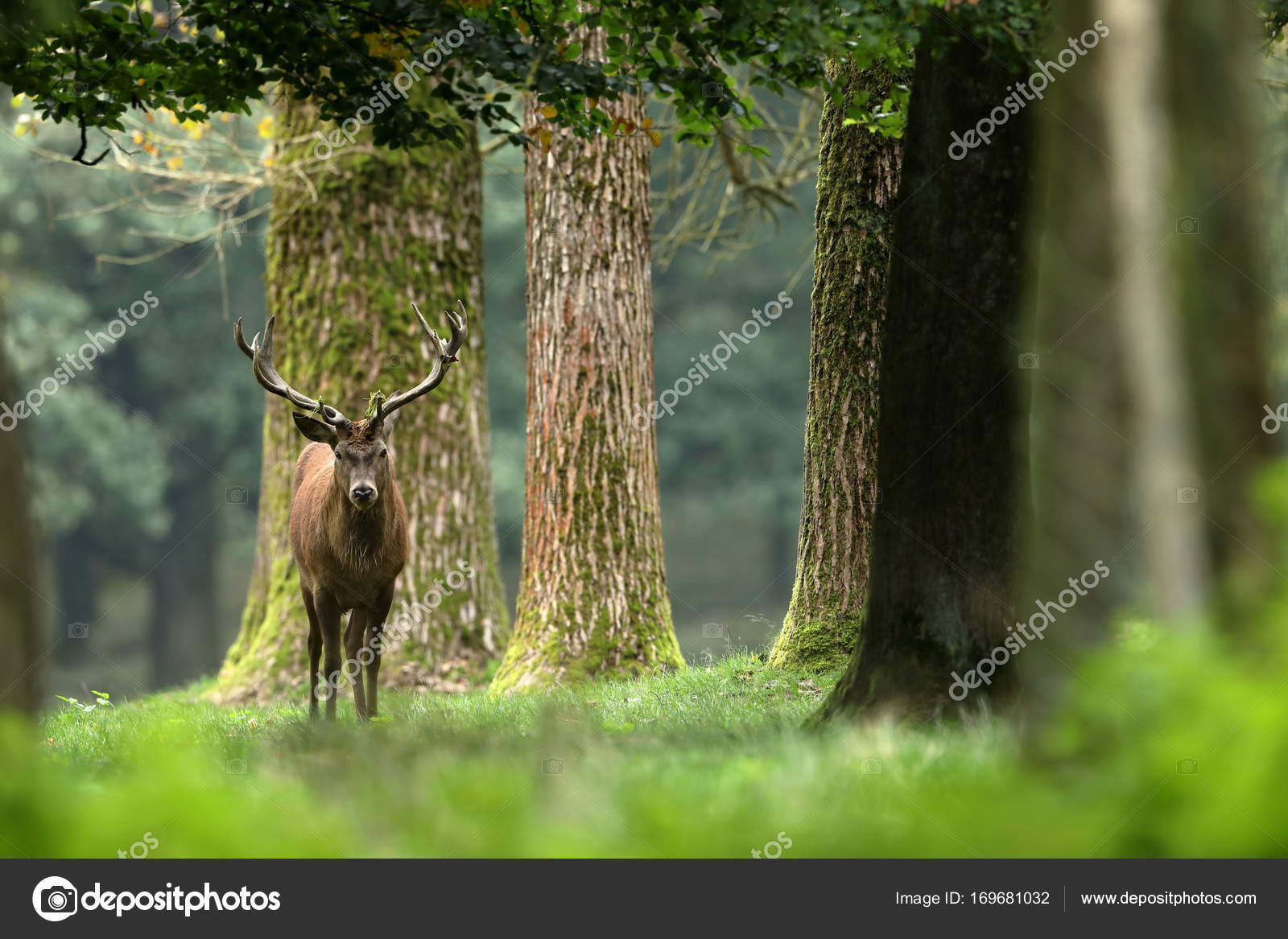 Bir Ormanda Ciftlesme Sirasinda Geyikler Stok Foto C Hecke06 169681032