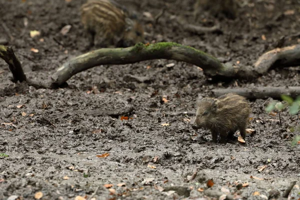 Babi muda di hutan dan lumpur — Stok Foto