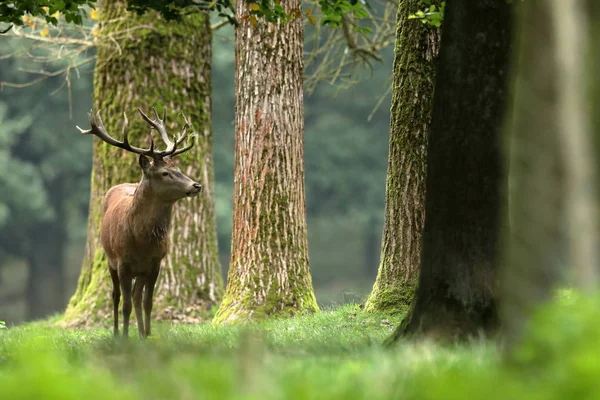 Ciervos durante la fricción en un bosque — Foto de Stock