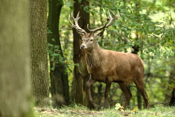 숲에서 포유류가 동안 Deers — 스톡 사진