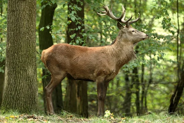 Ciervos durante la fricción en un bosque — Foto de Stock