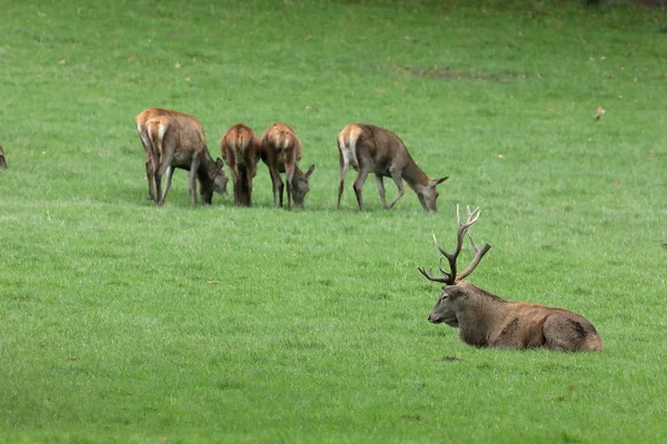 Veados durante a rutting em uma floresta — Fotografia de Stock