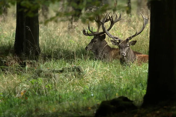 Herten tijdens de rutting in een forest — Stockfoto