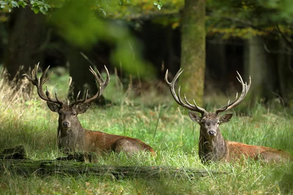 Herten tijdens de rutting in een forest — Stockfoto