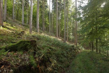 Sonbaharda ladin ormanları