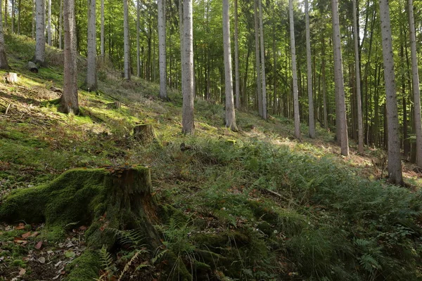 Sonbaharda ladin ormanları