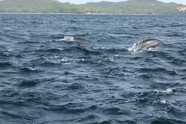 Delfines en Trincomalee Sri Lanka en el Océano Índico — Foto de Stock