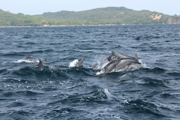 Delfines en Trincomalee Sri Lanka en el Océano Índico — Foto de Stock
