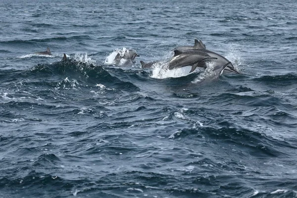 Delfiner vid Trincomalee Sri Lanka i Indiska oceanen — Stockfoto