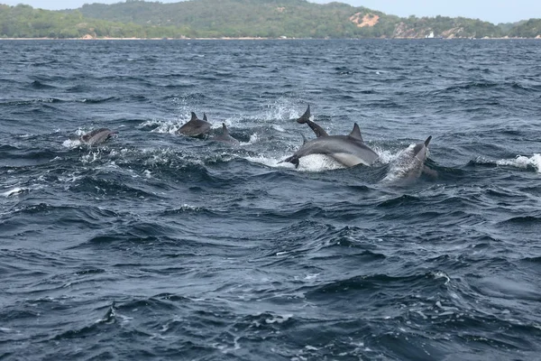 Delfiner vid Trincomalee Sri Lanka i Indiska oceanen — Stockfoto