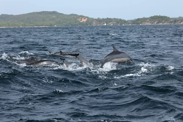 Trincomalee Sri Lanka-az Indiai-óceán delfinek — Stock Fotó