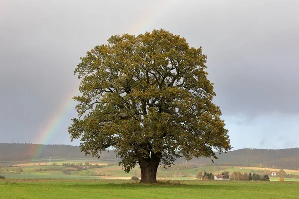 La vecchia quercia in autunno a Herleshausen in Germania — Foto Stock