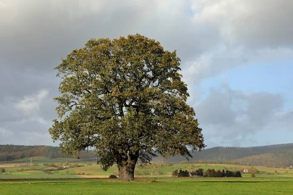 The old oak in autumn at Herleshausen in Germany — Stock Photo, Image