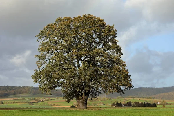 Die alte Eiche im Herbst in Herleshausen — Stockfoto