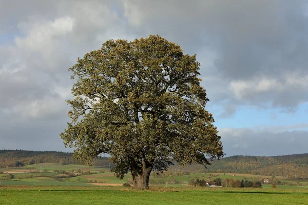 The old oak in autumn at Herleshausen in Germany — Stock Photo, Image