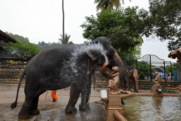 Temple Elephant of Kandy in Sri Lanka — Stock Photo, Image