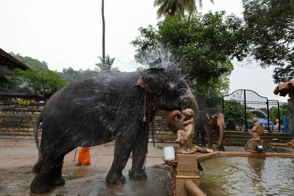 Temple Elephant of Kandy in Sri Lanka — Stock Photo, Image