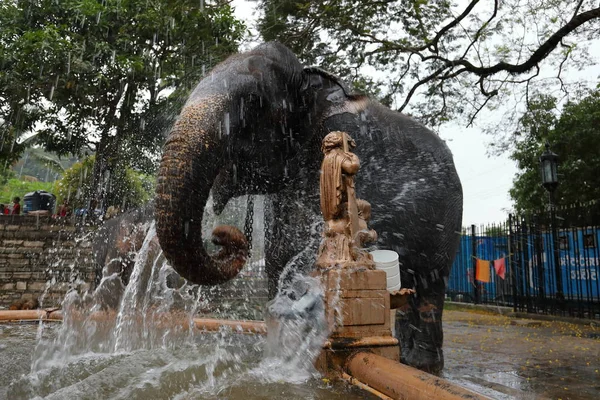 Temple Elephant of Kandy in Sri Lanka — Stock Photo, Image