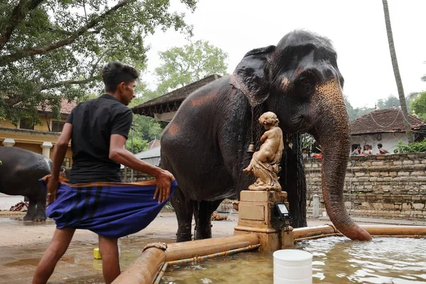 Temple Elephant of Kandy in Sri Lanka — Stock Photo, Image