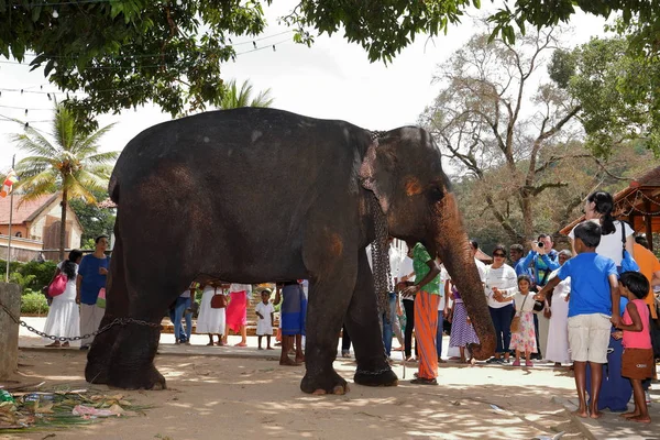 Temple Elephants Kandy Sri Lanka August 2017 — Stock Photo, Image