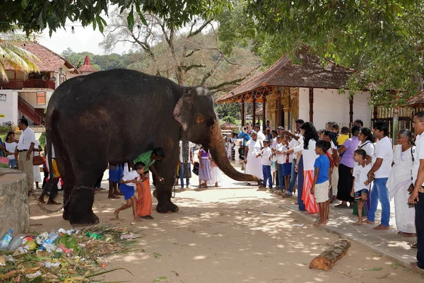 Temple Elephants Kandy Sri Lanka August 2017 — Stock Photo, Image