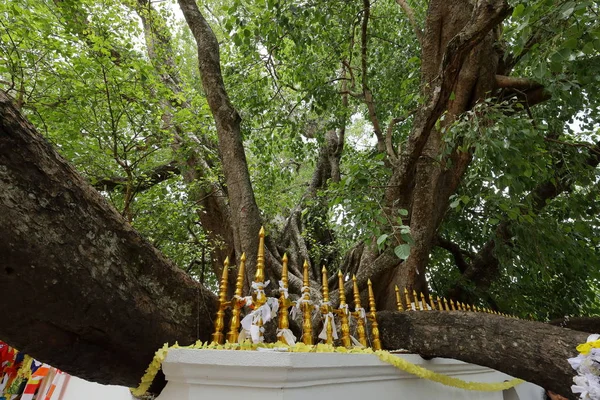 Árvore Bodhi Budista Kandy Sri Lanka — Fotografia de Stock