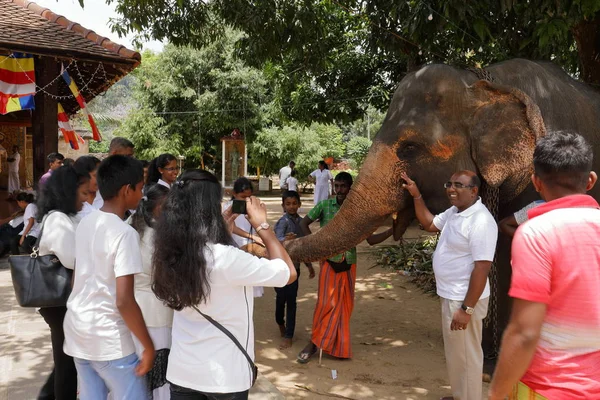 Temple Elephants Kandy Sri Lanka August 2017 — Stock Photo, Image