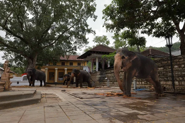 Temple Elephants Kandy Sri Lanka — Stock Photo, Image