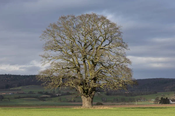 Old Oak Tree Autumn — Stock Photo, Image