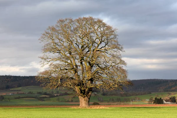 Eine Alte Eiche Herbst — Stockfoto