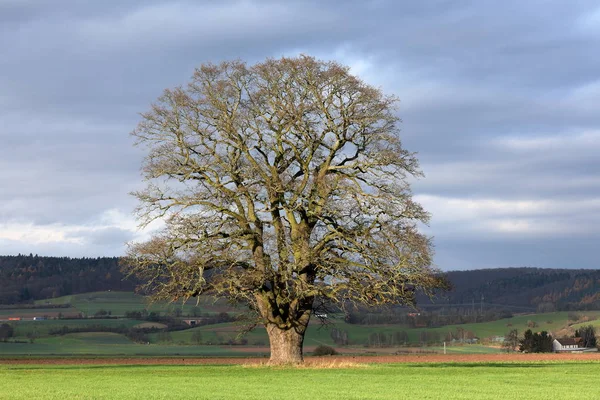 Old Oak Tree Autumn — Stock Photo, Image