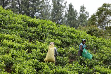 Çay üretim ve çay toplayıcılar Sri Lanka