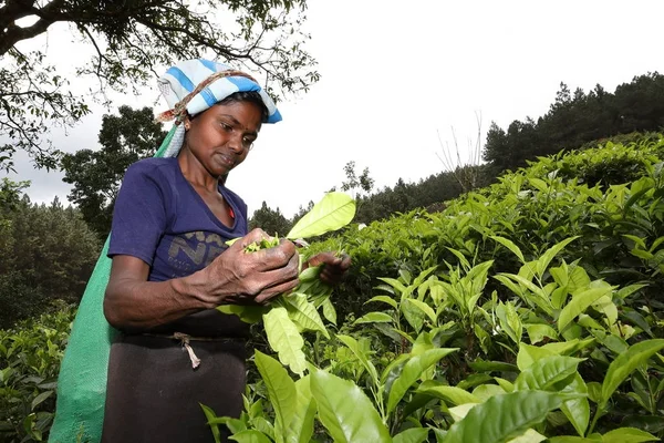 Çay Üretim Çay Toplayıcılar Sri Lanka — Stok fotoğraf