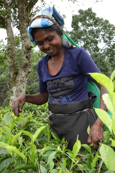 Tea production and tea pickers in Sri Lanka