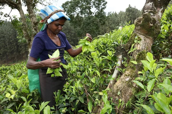 Çay Üretim Çay Toplayıcılar Sri Lanka — Stok fotoğraf