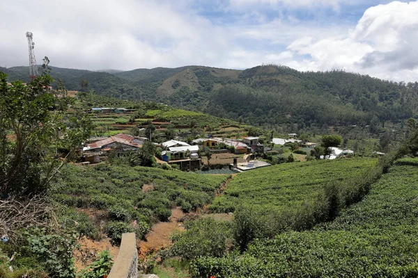 Tea Plantations Sri Lanka — Stock Photo, Image