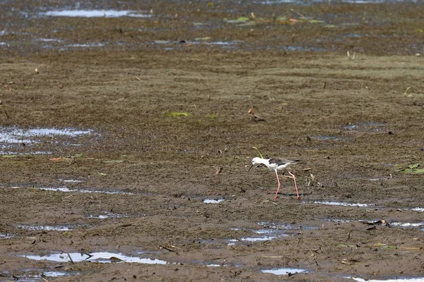 Aves Guarda Zona Húmida Parque Nacional Yala Sri Lanka — Fotografia de Stock