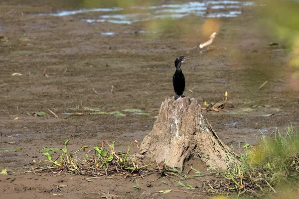 Cormoran Dans Parc National Yala Sri Lanka — Photo